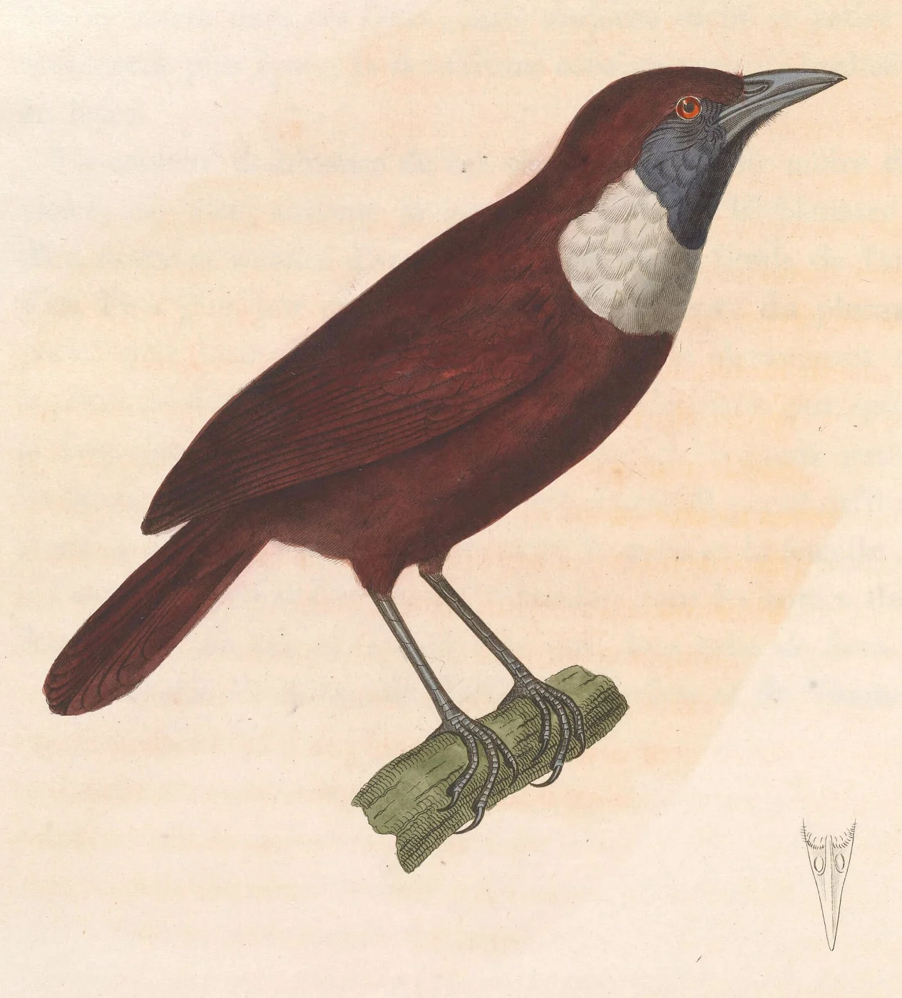 White-bibbed Babbler