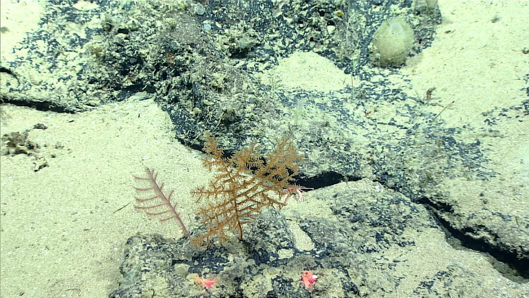 Stauropathes punctata