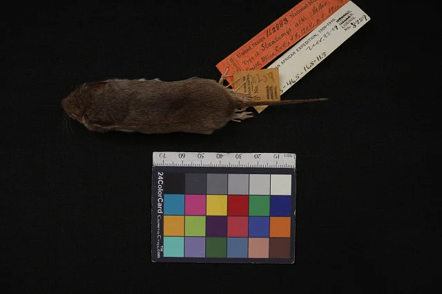 Tiny African Fat Mouse