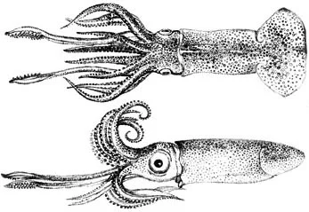 Steenstrupiola atlantica