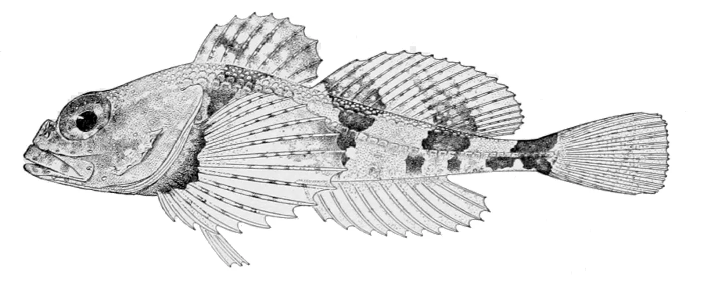 largeplate sculpin