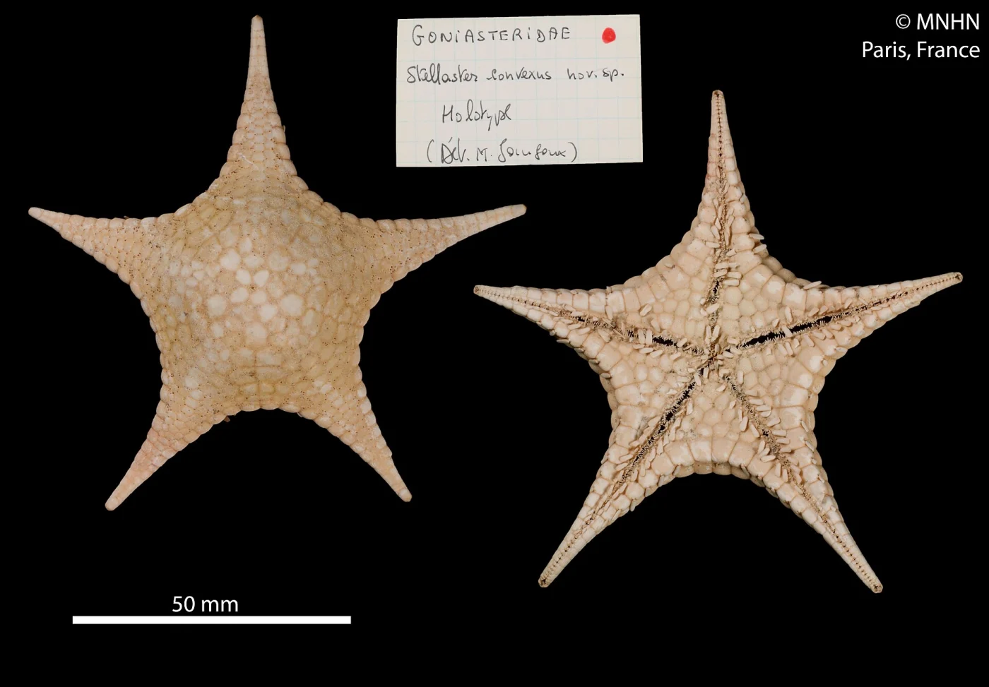 Stellaster convexus