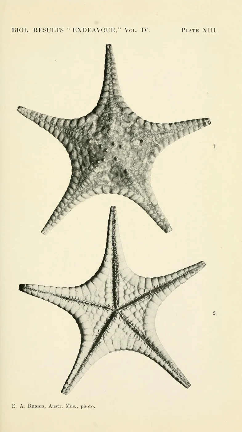 Apricot Biscuit Star