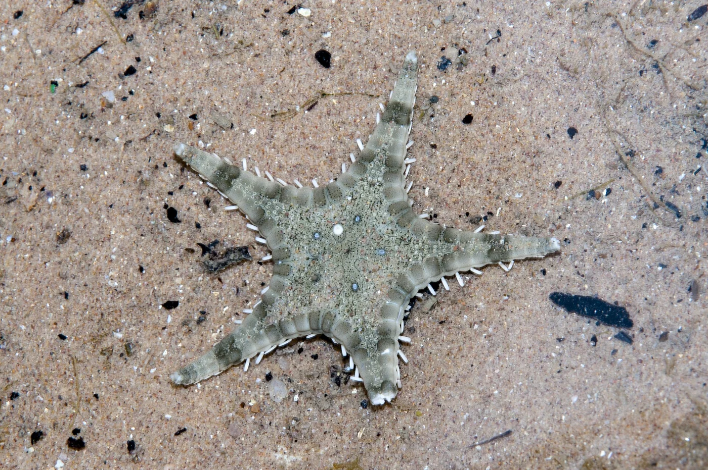 Stellaster squamulosus