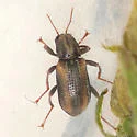 Stenelmis bicarinata