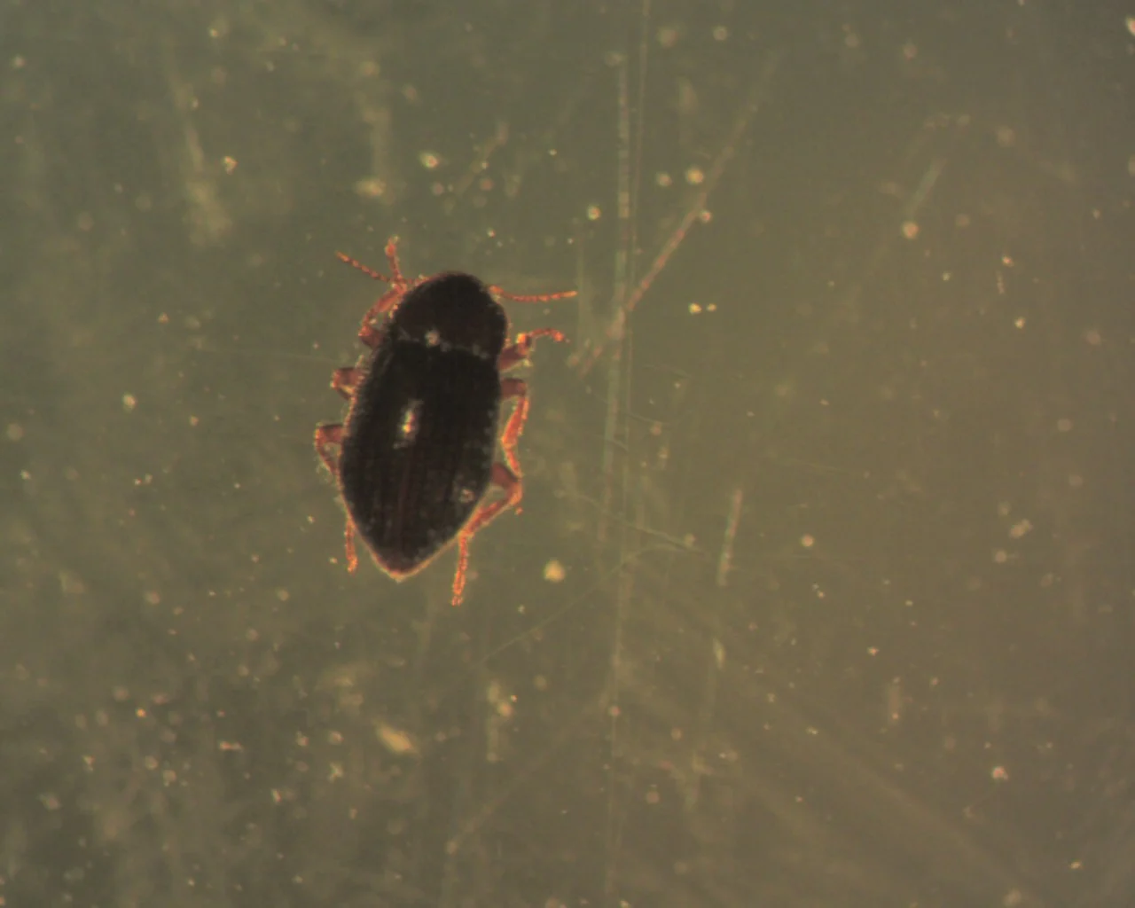 Stenelmis concinna