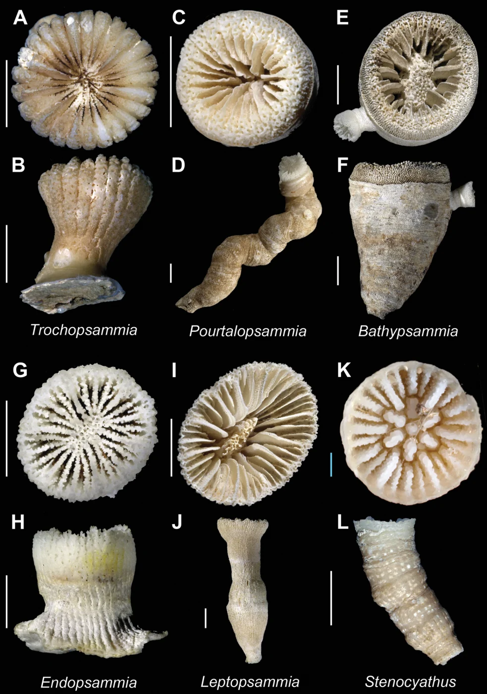 Worm Coral