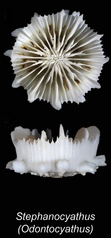 Crowned cup coral