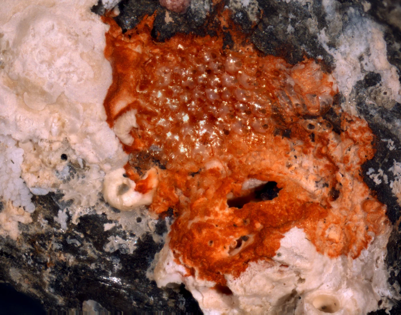 Stephanollona pulchra