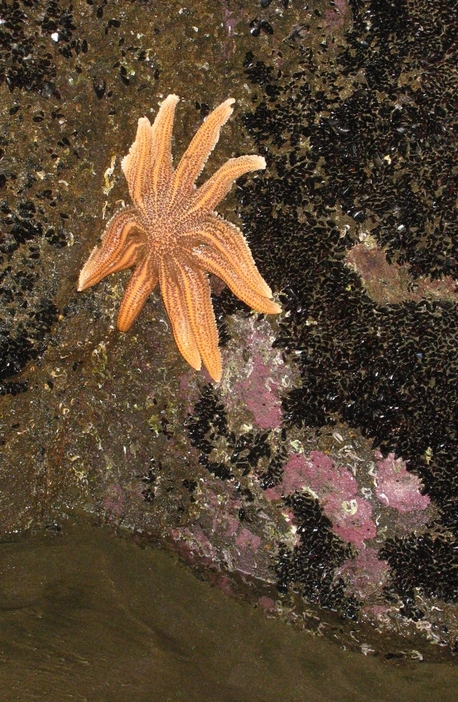 Reef Sea Star