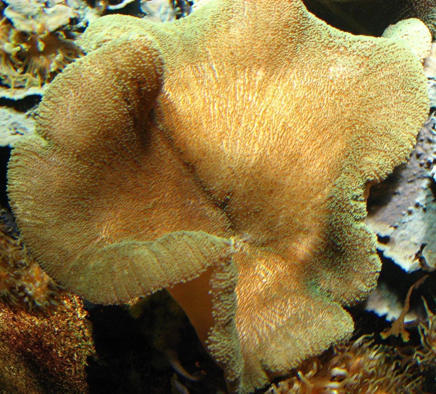 Atlantic carpet anemone