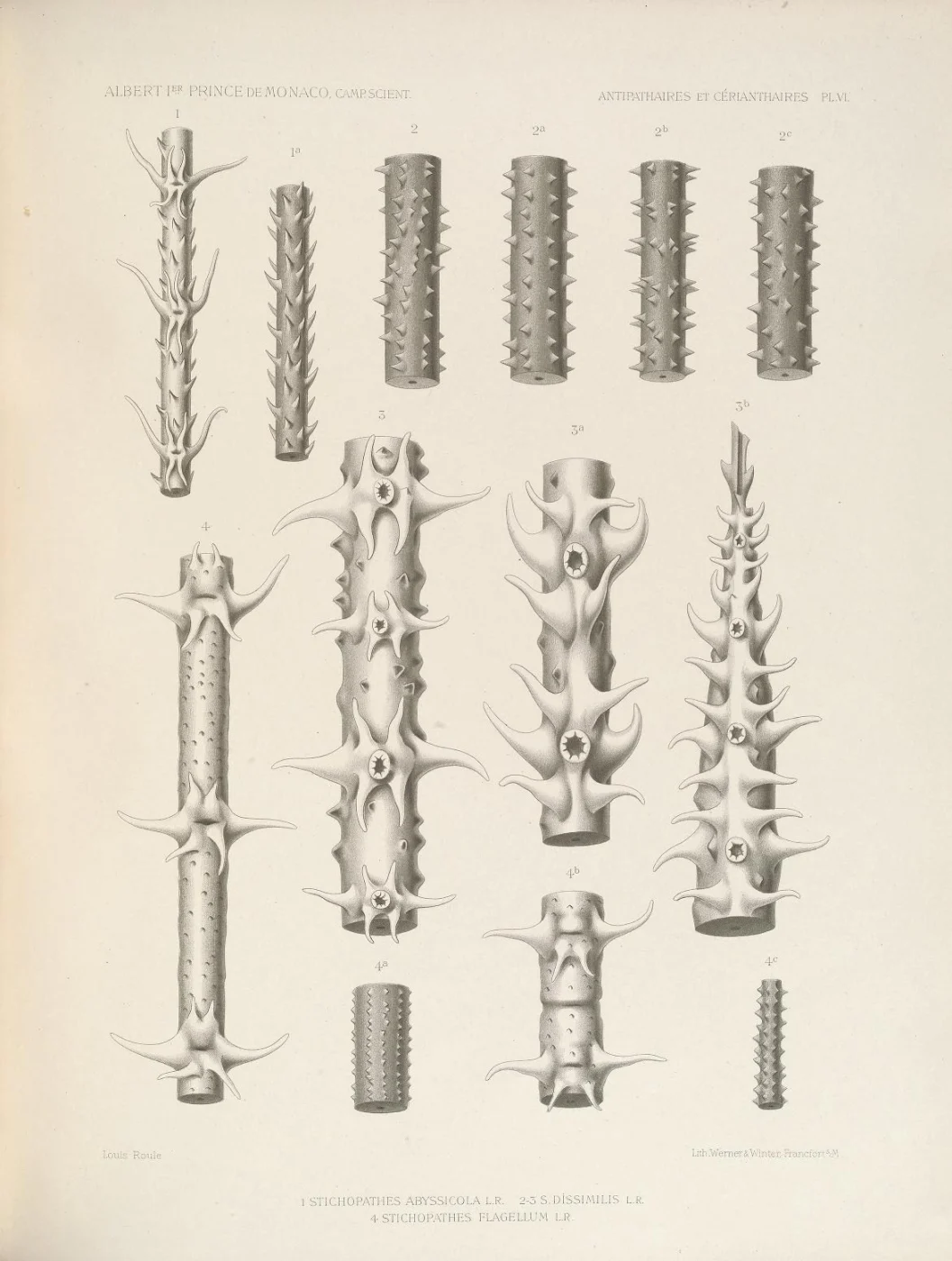 Stichopathes abyssicola
