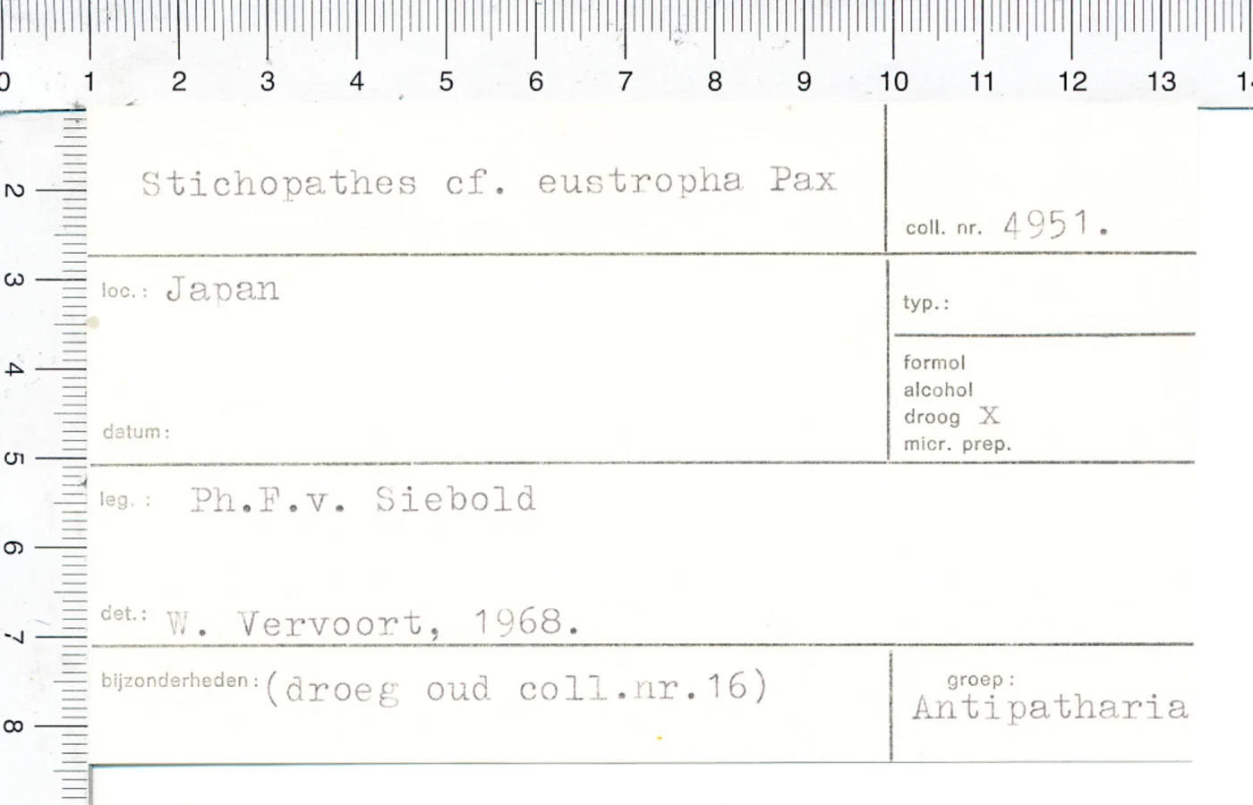 Stichopathes eustropha