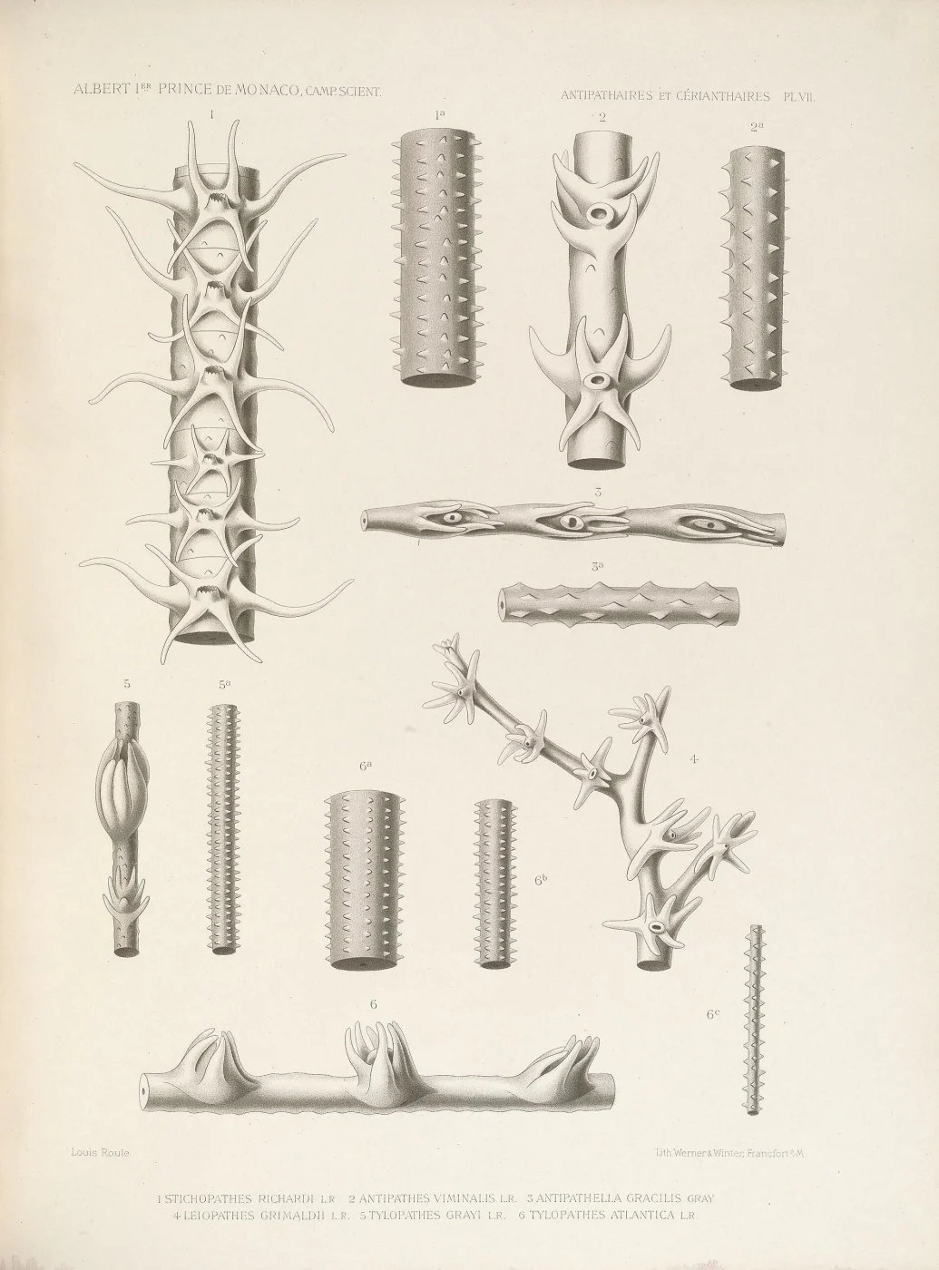 Stichopathes gracilis