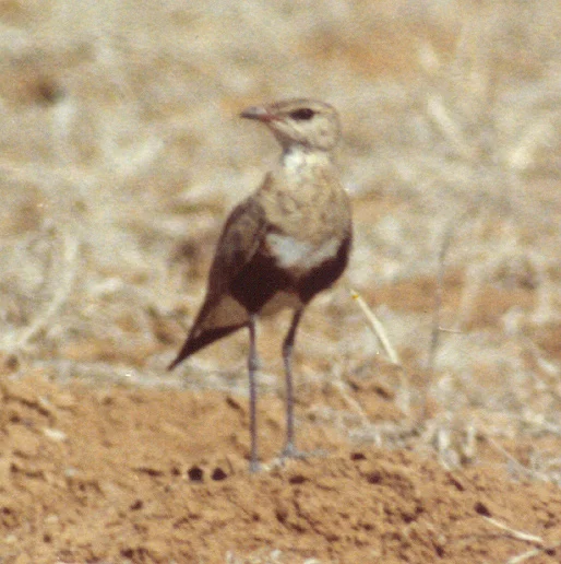Australian Pratincole