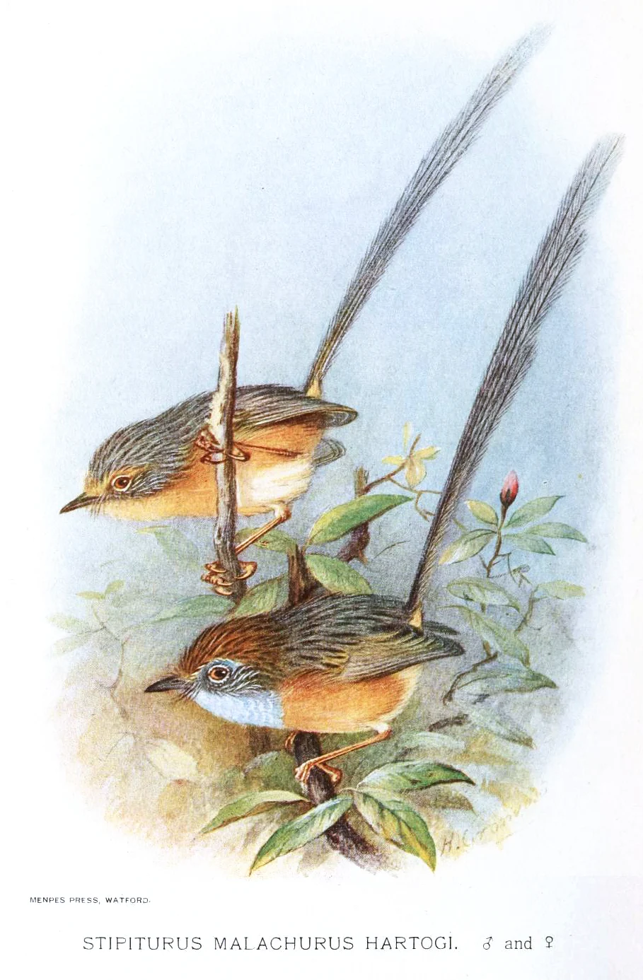 Southern Emu-wren
