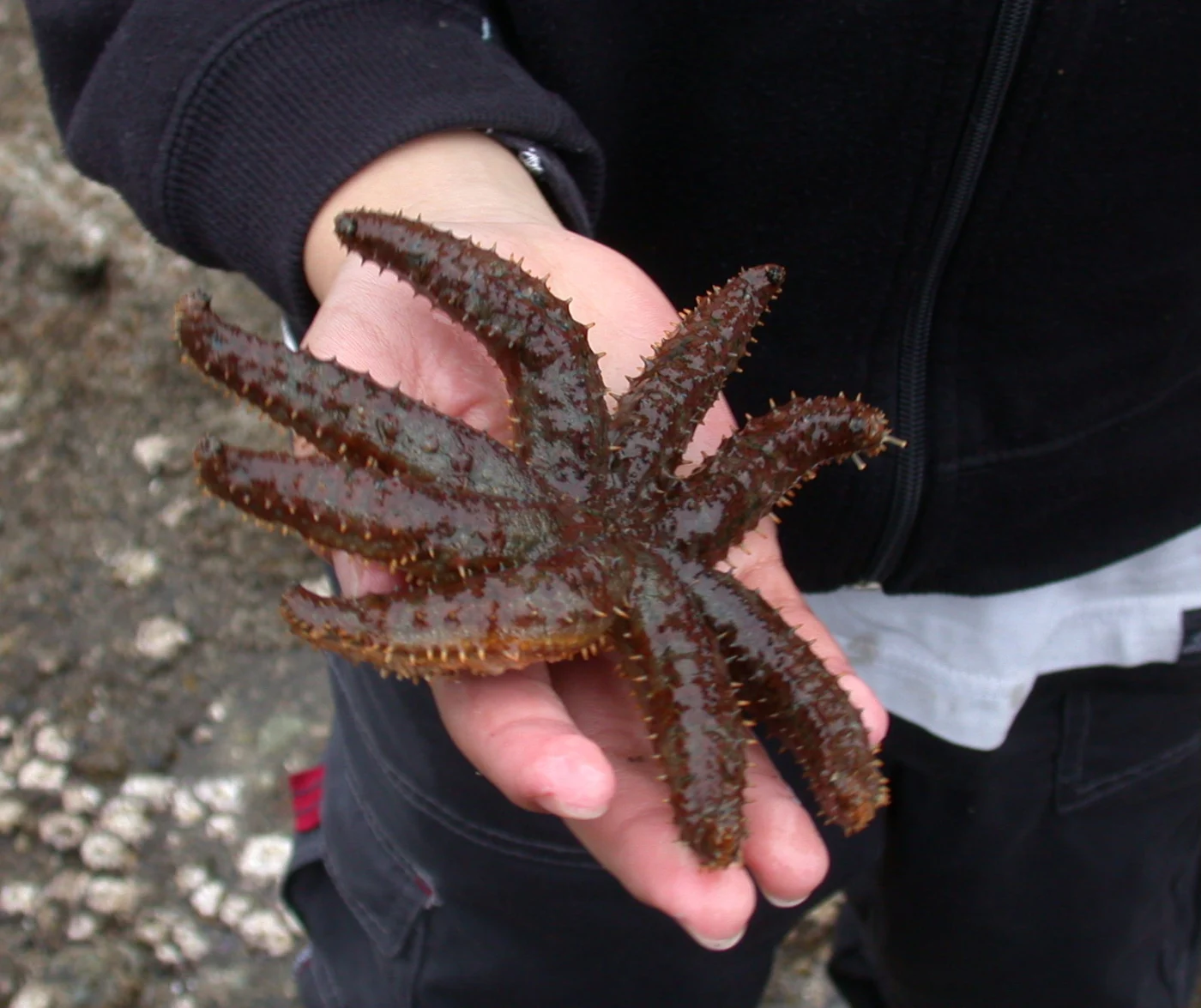 Stolasterias edmondi
