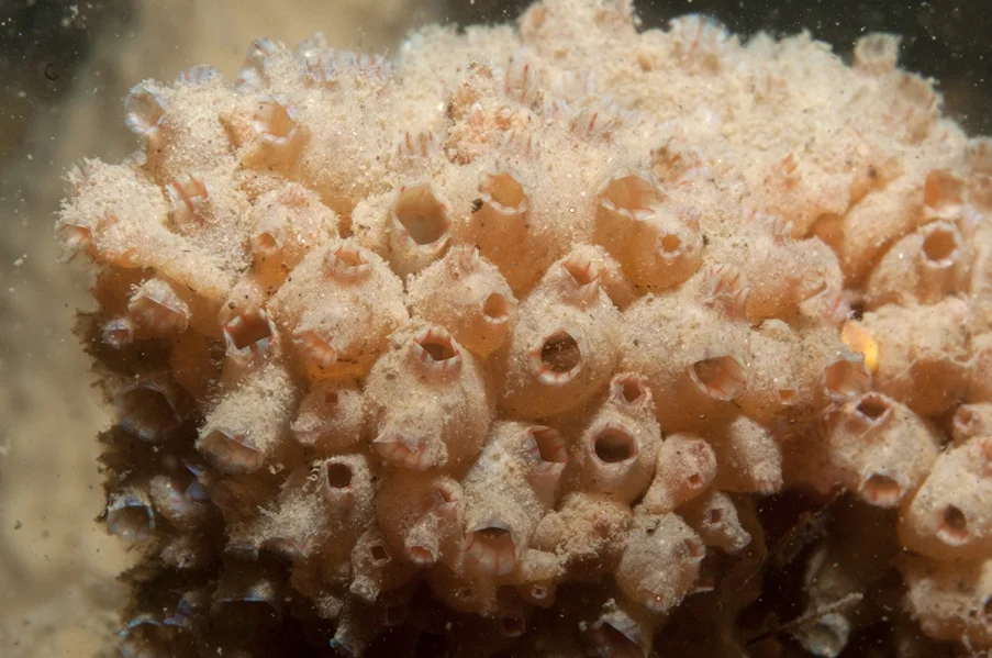 Stolonica multitestis