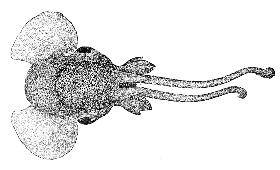 Stoloteuthis maoria