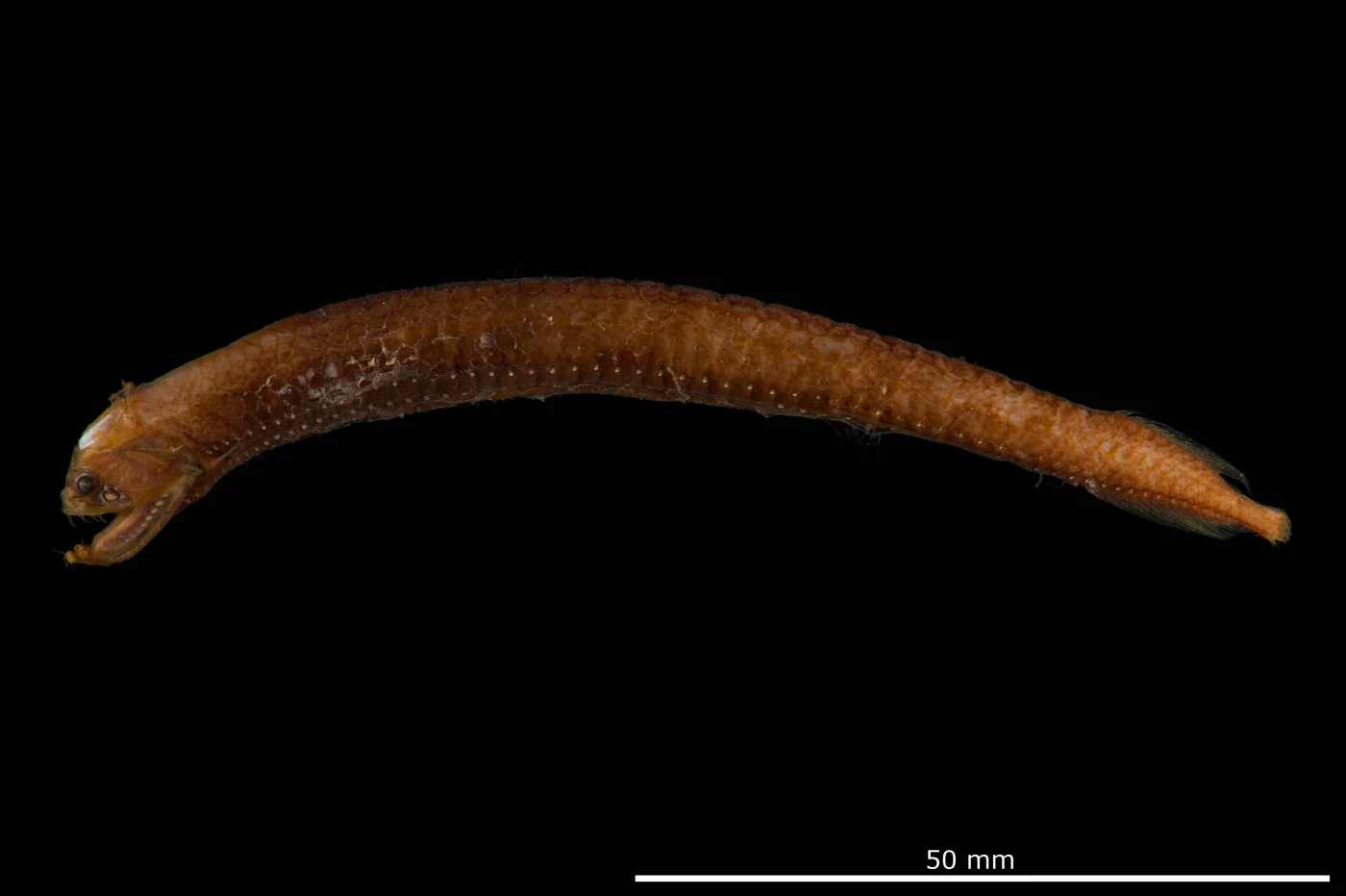 shortbarbel dragonfish