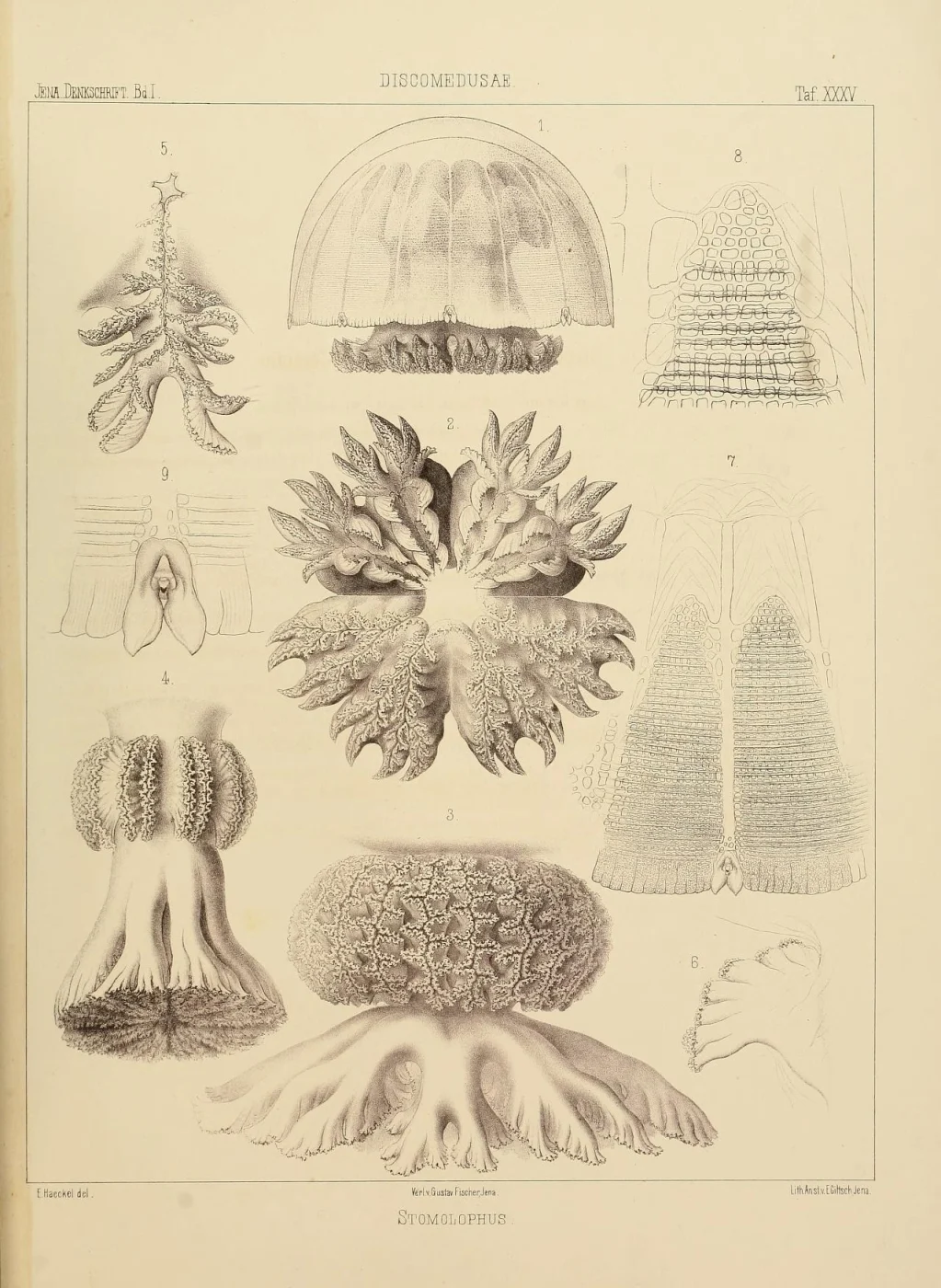 cannonball jelly