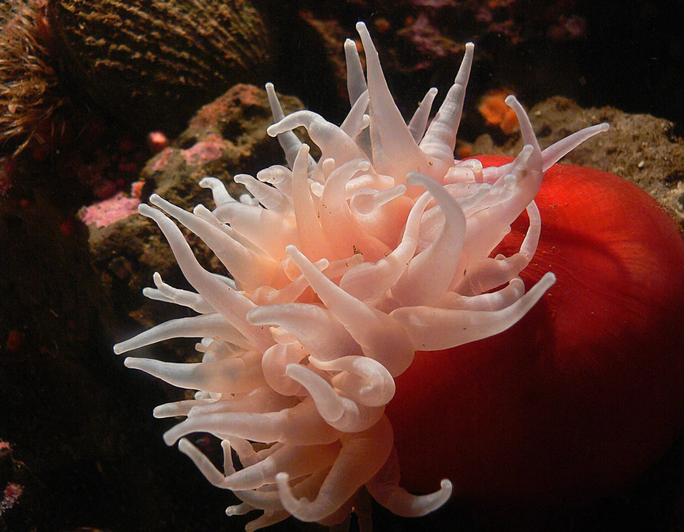 Apple Anemone