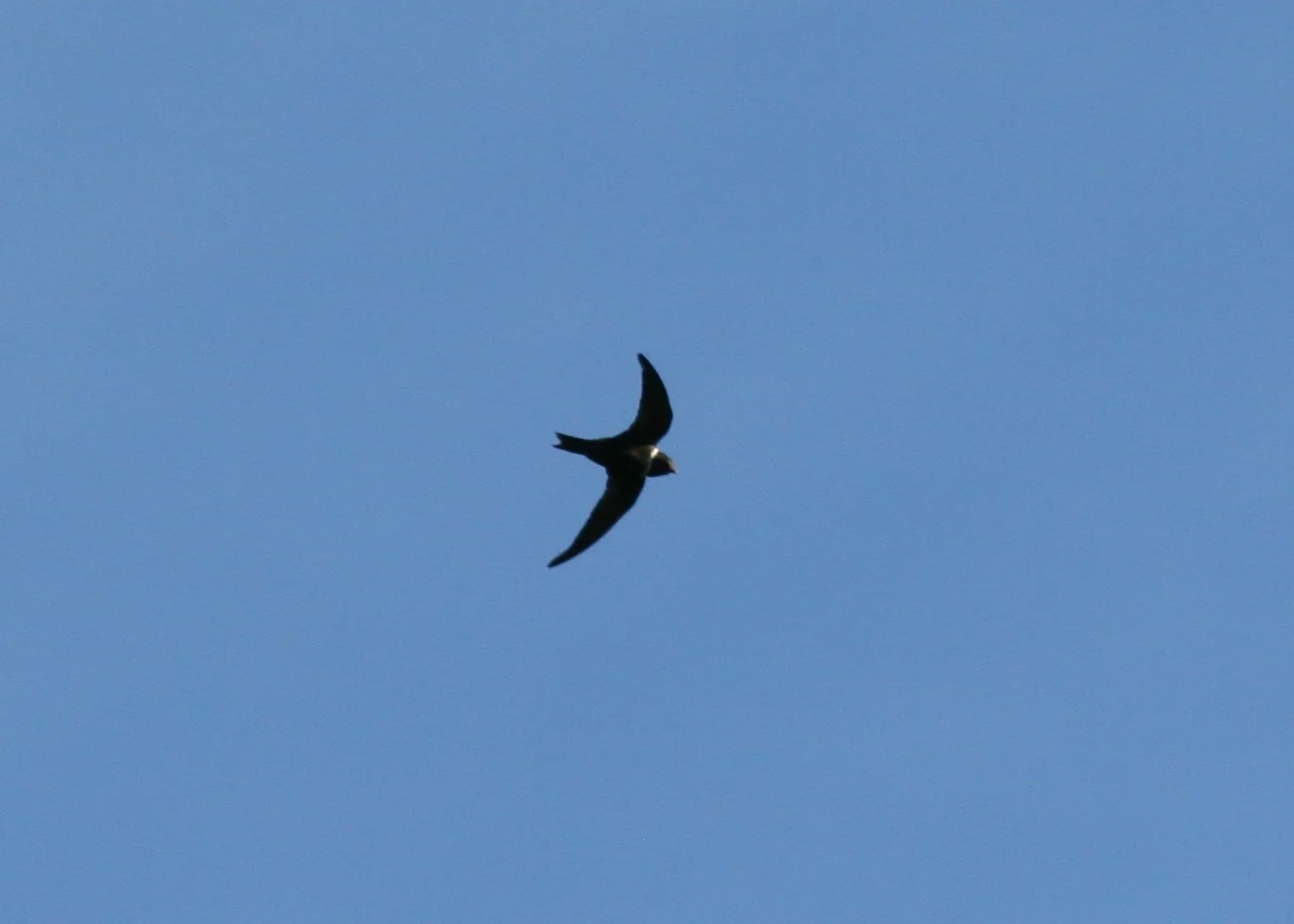Chestnut-collared Swift