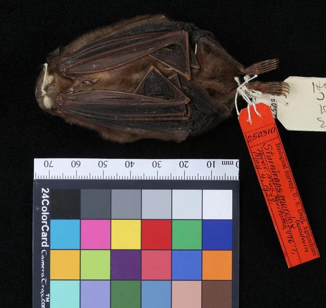 Talamancan Yellow-shouldered Bat