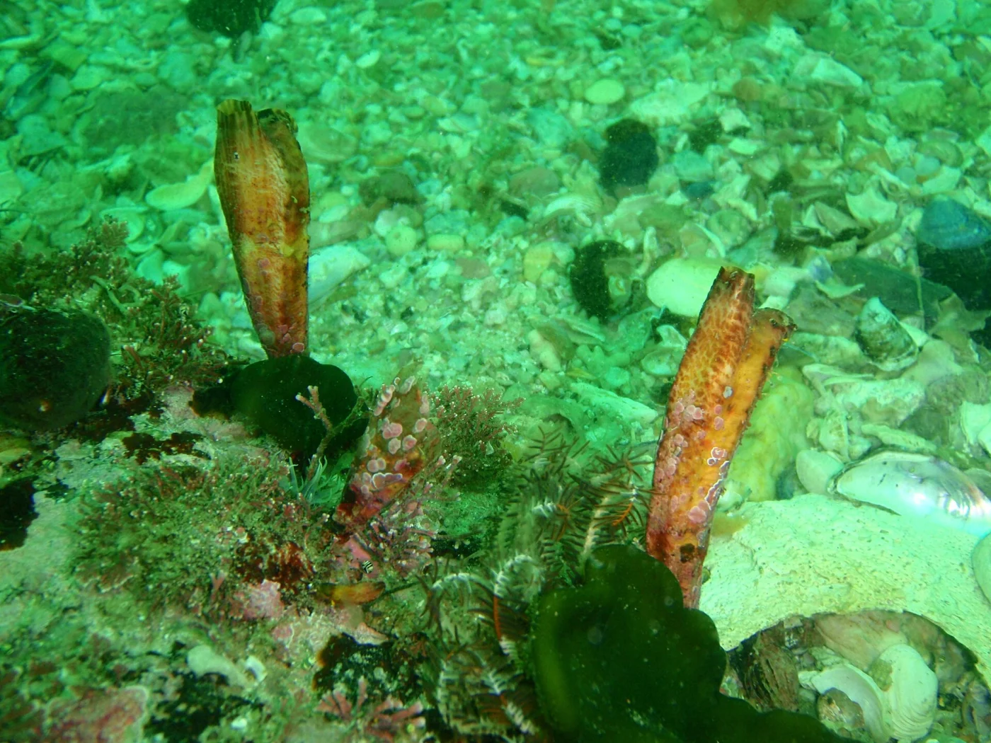 angular ascidian