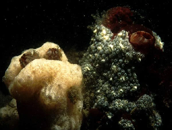 Ascidian