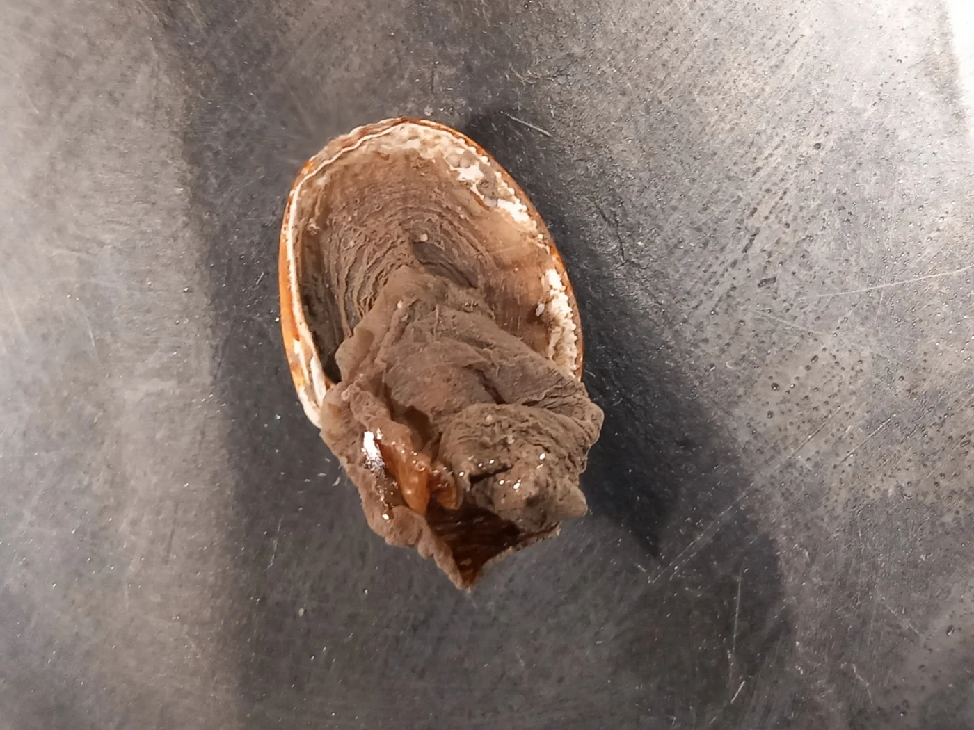 Loch Goil sea squirt