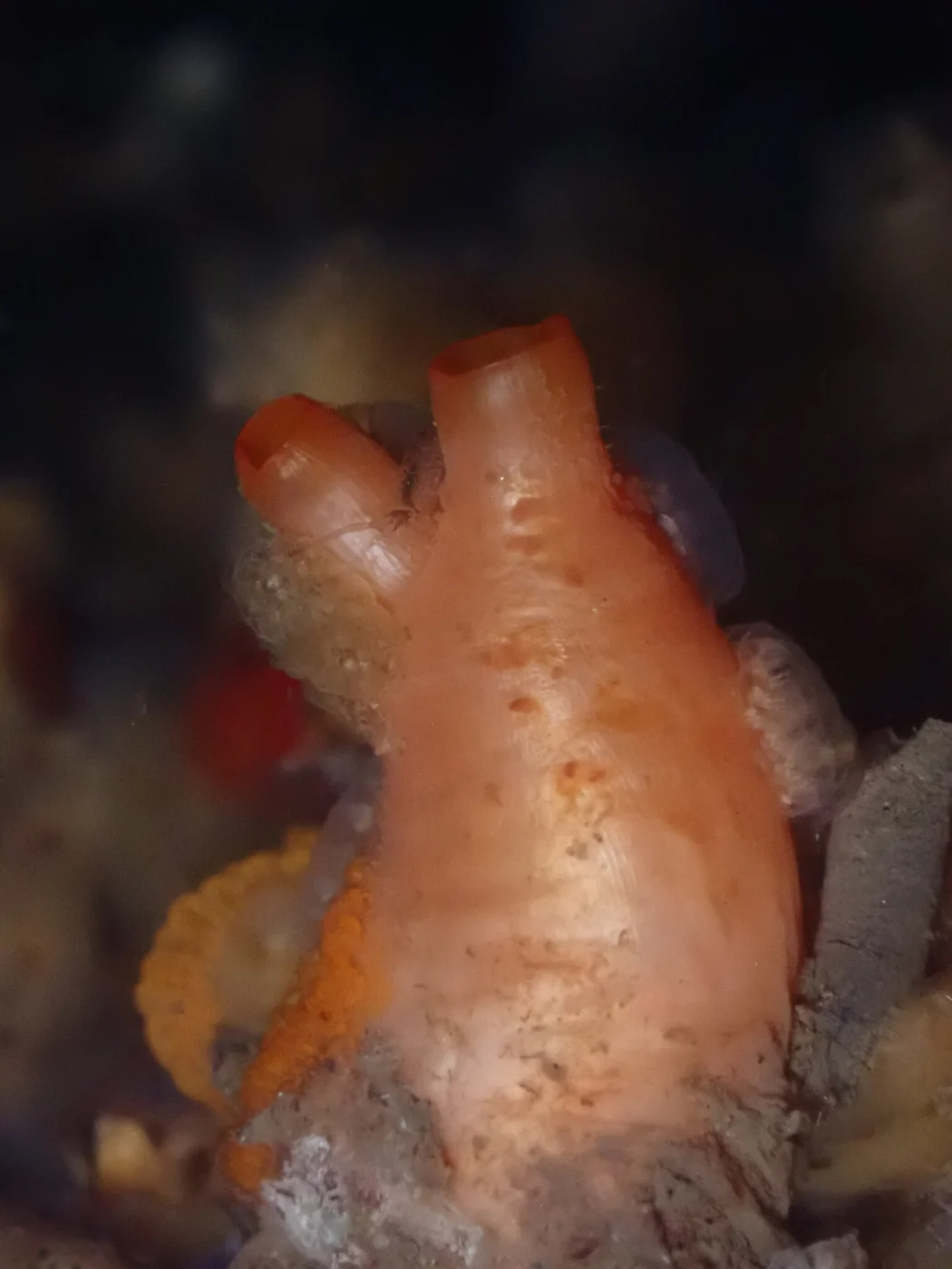 Styela gibbsii
