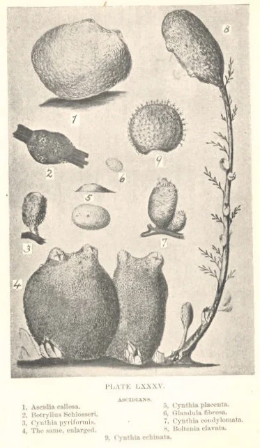Styela rustica