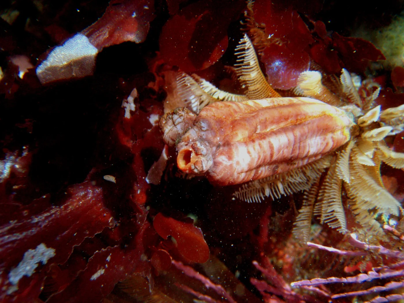 Styela similis