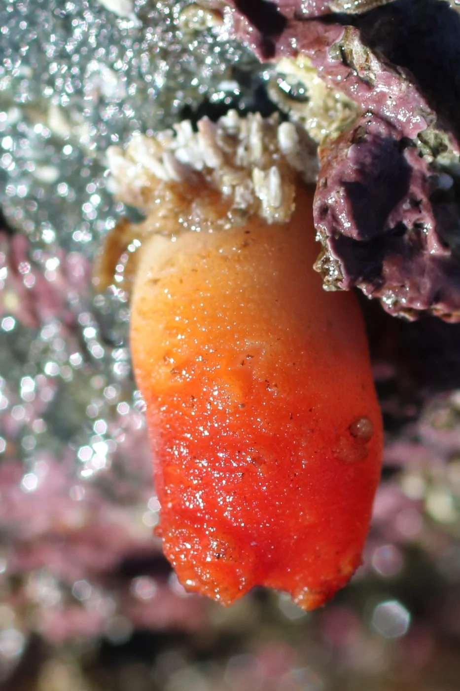 Styela truncata
