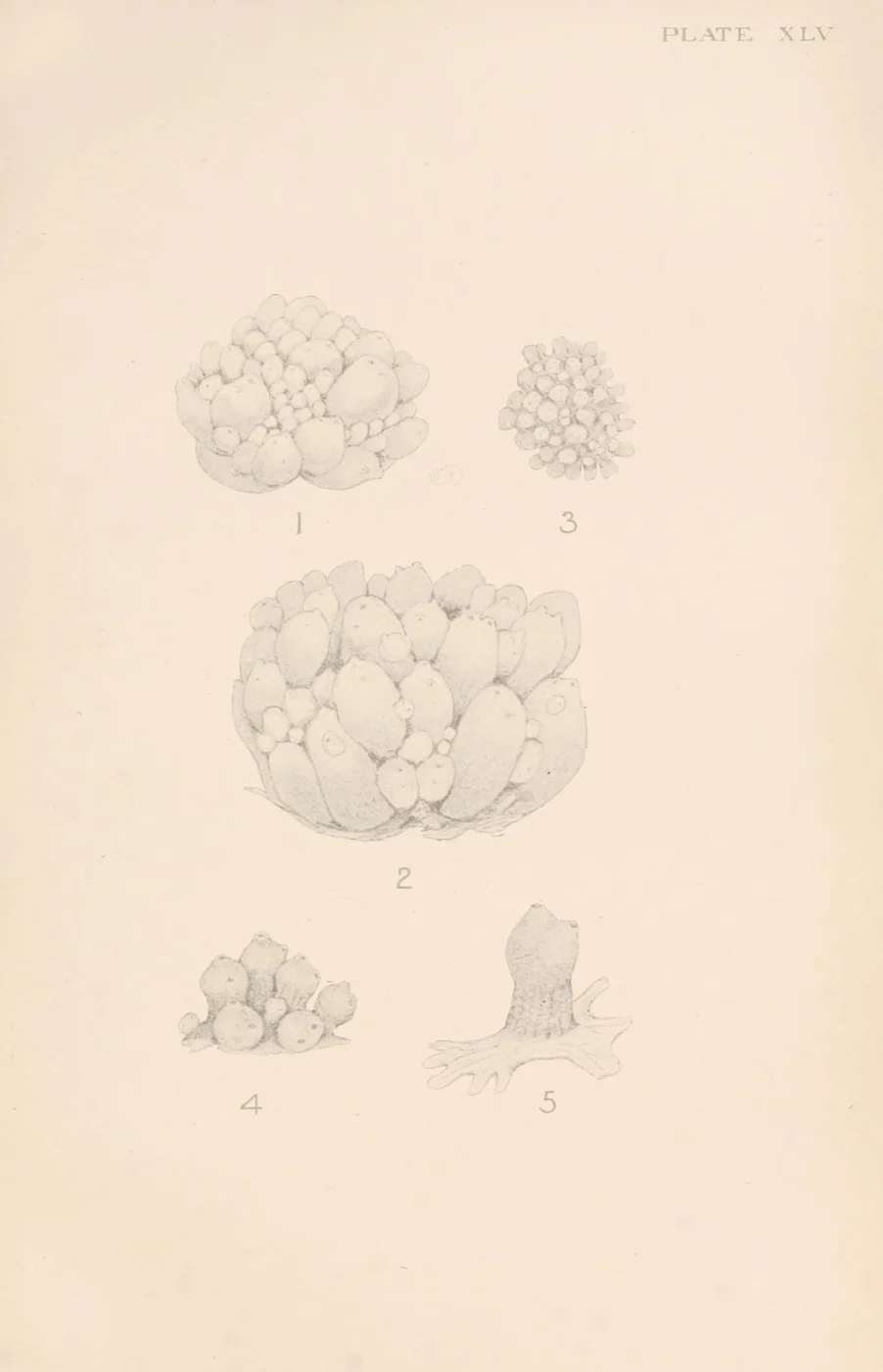Styelopsis tricostata