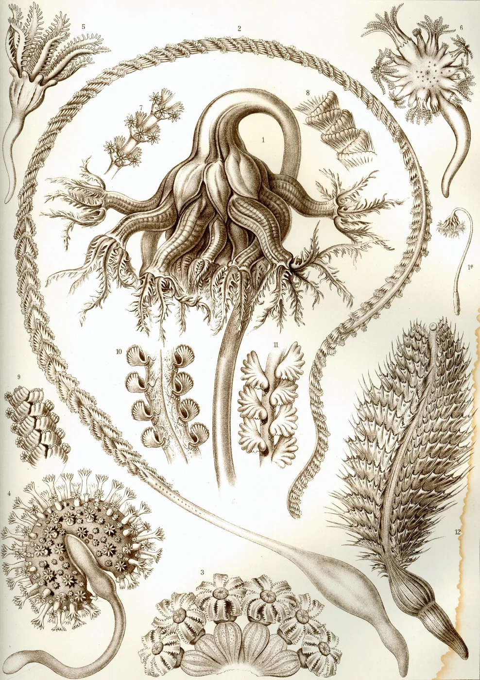 Stylatula austropacifica