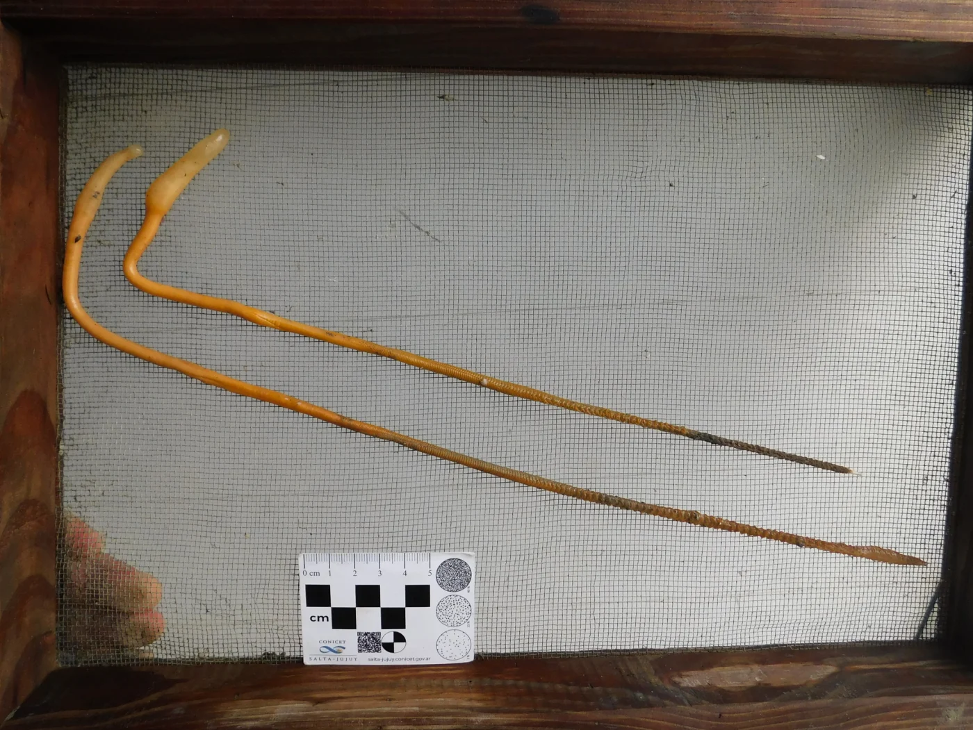 Stylatula darwinii
