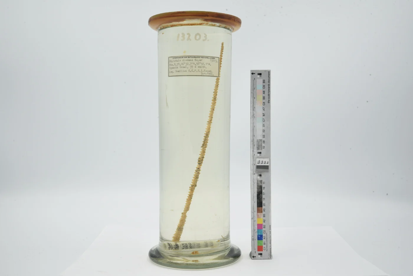 Stylatula diadema