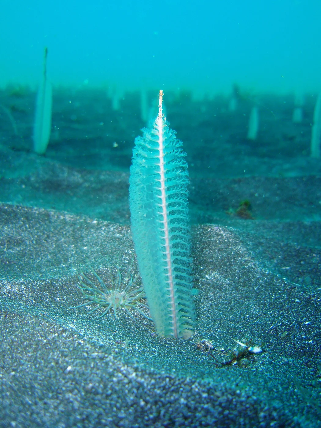 elongated sea pen