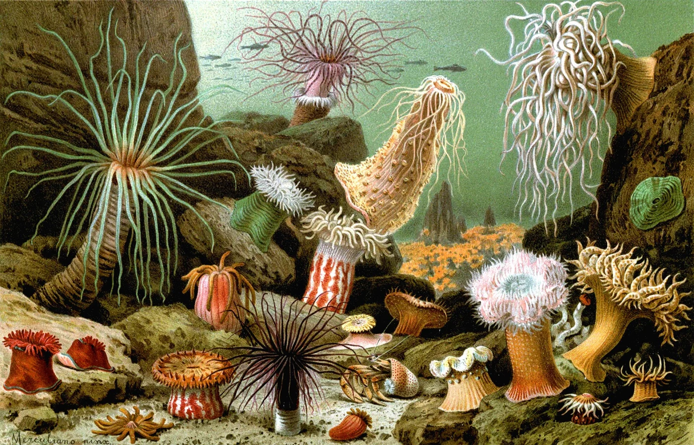 cloak anemone