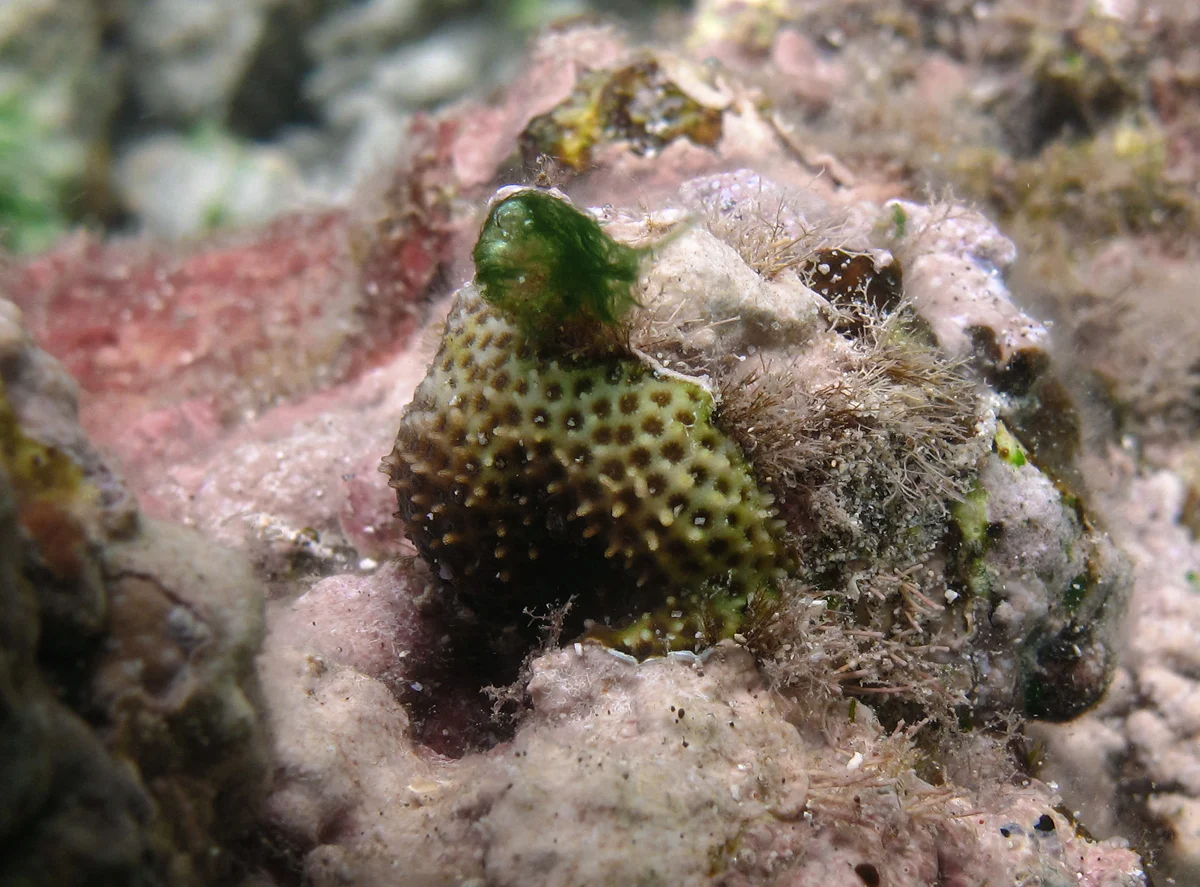 thorn coral