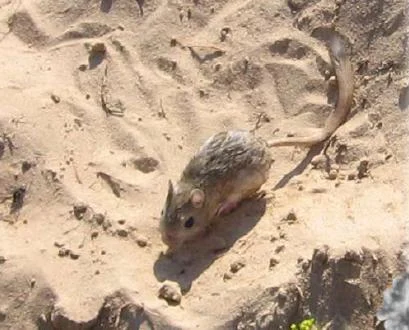 Thick-tail Jerboa