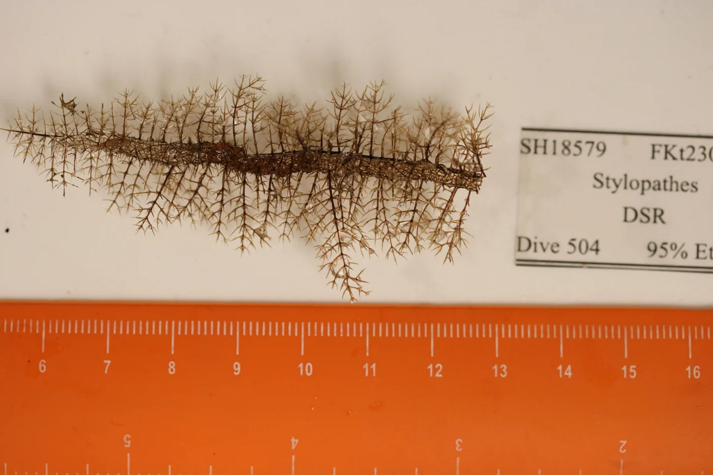 Stylopathes columnaris