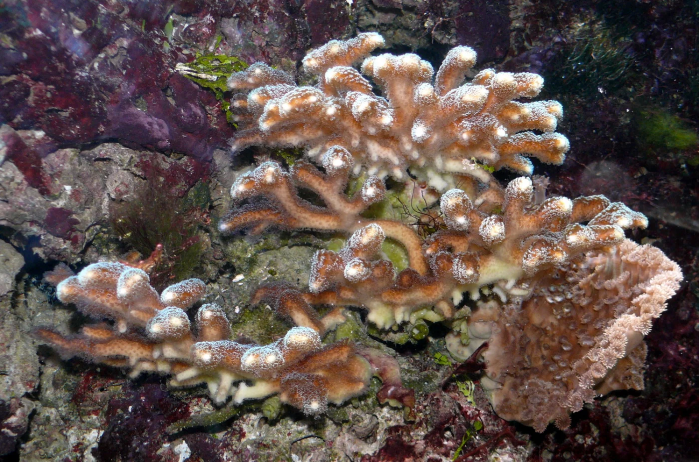 hood coral