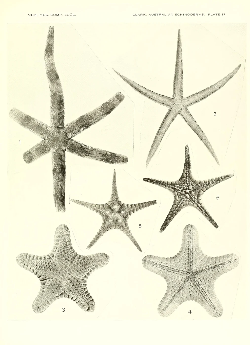 Styphlaster notabilis