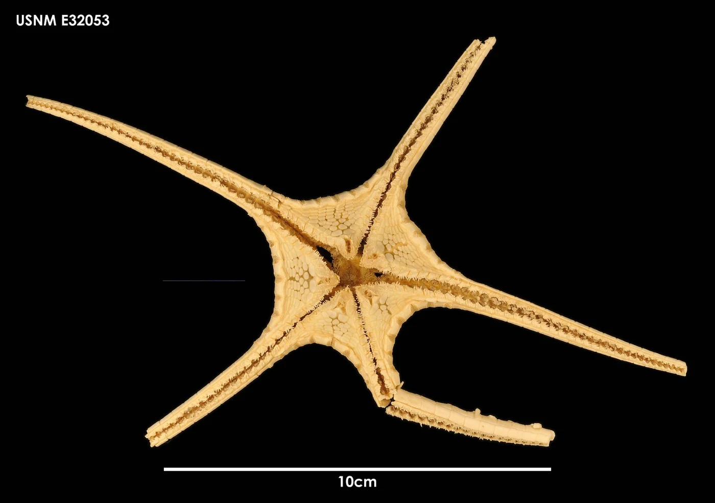 Styracaster horridus