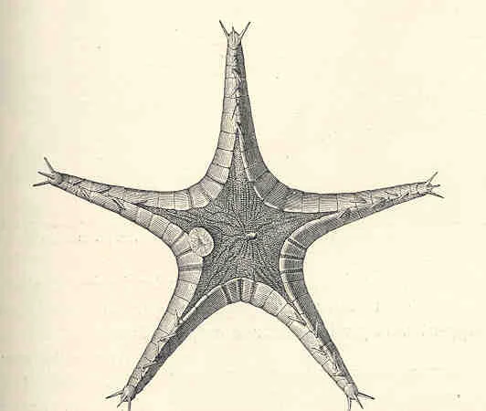 Styracaster simplipaxillatus