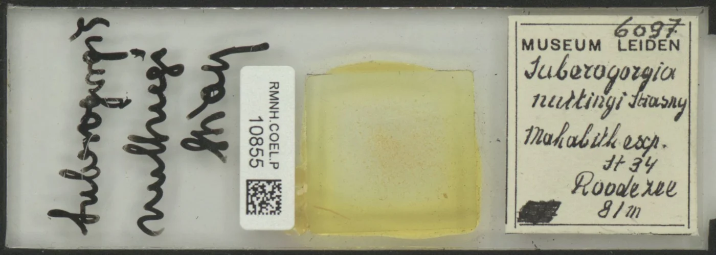 Subergorgia nuttingi