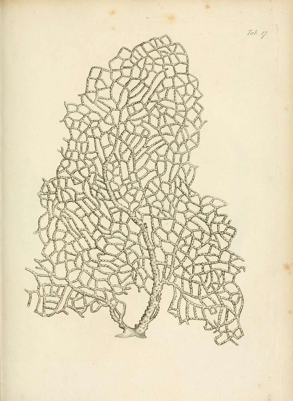 Subergorgia verriculata